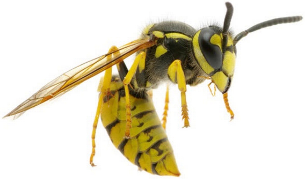 Yellow jacket